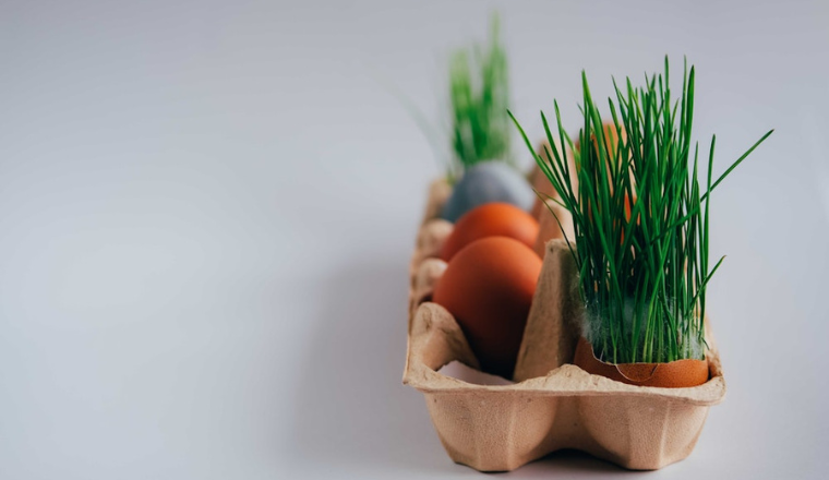 egg carton with eggs and egg shells used as mini planters